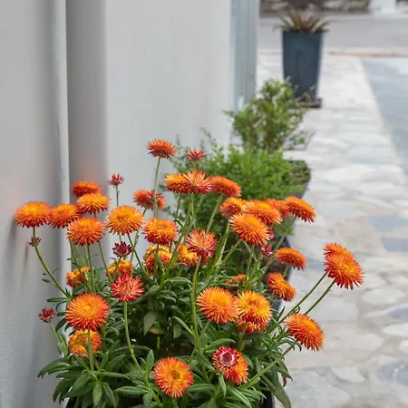 Hyacinthus Executive 5 Min To 코스 타운