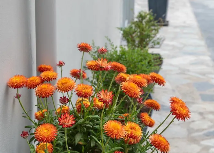 Hyacinthus Executive 5 Min To Kos Town